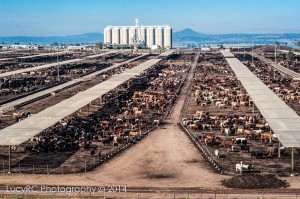 Beef City feed lot