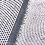 Rows of cotton