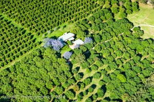 Avocado farm