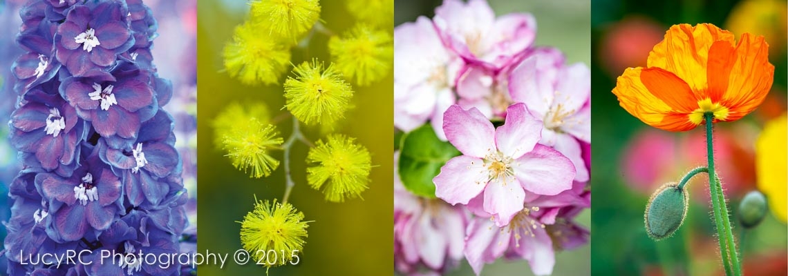 Fine Art Photographer