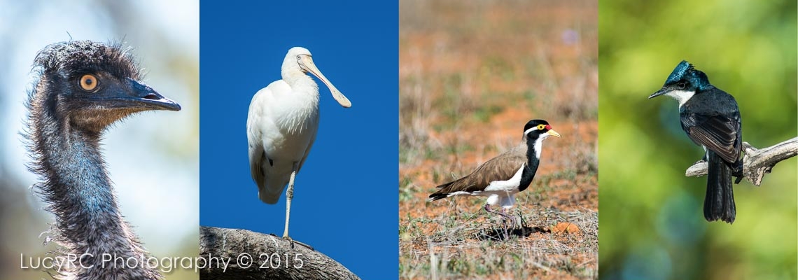 Fine Arts Photographer